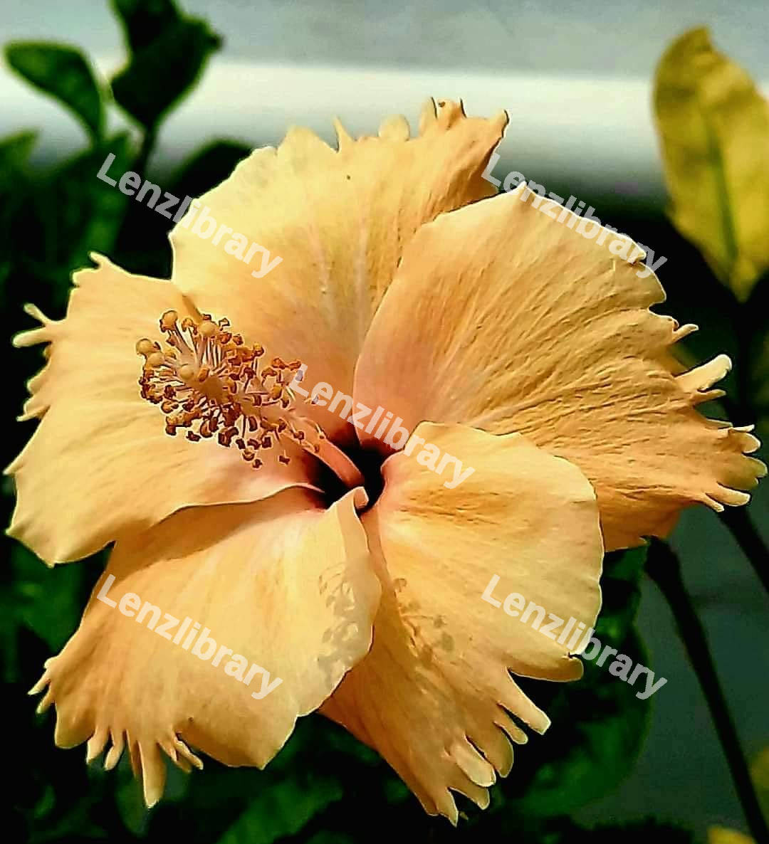 Yellow Hibiscus Flower